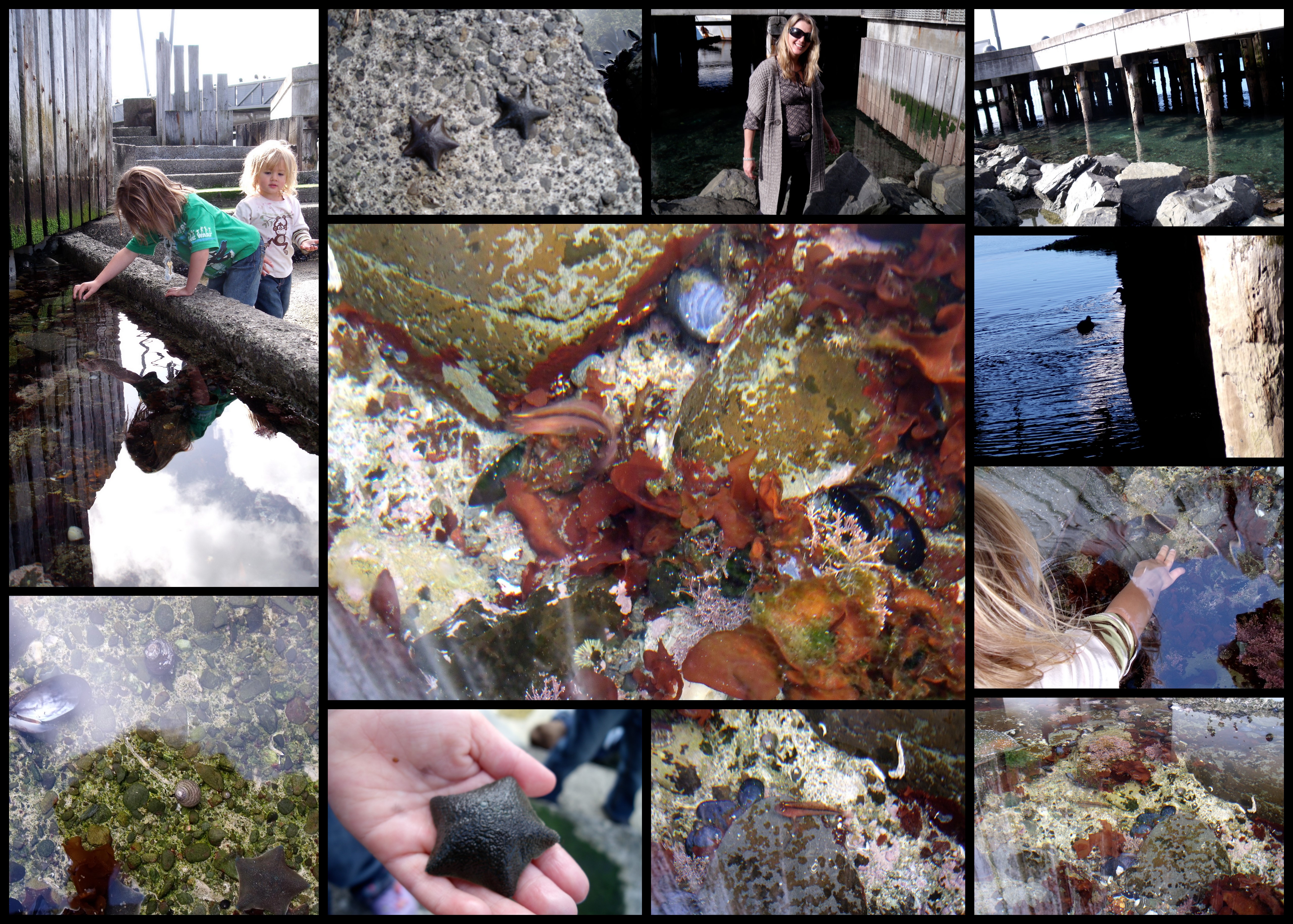 Rock Pooling