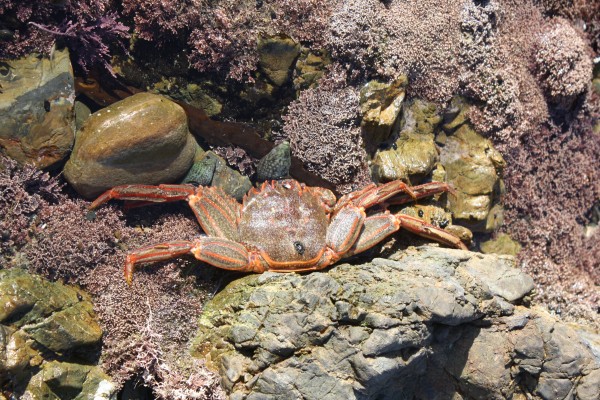 sunnylife crab pool