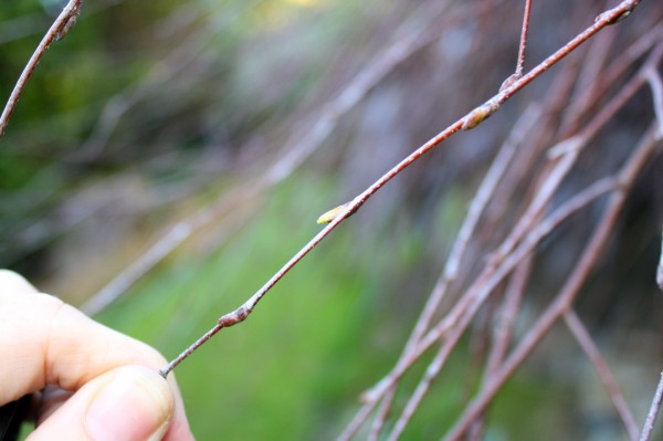 First green buds on the silver birch tree