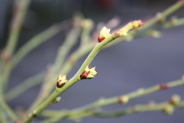 New buds on the blueberry bushes