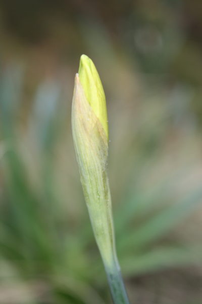 Daffodil bud