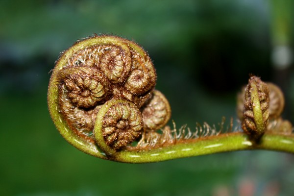 New life unfurling