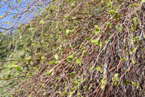 Spring - silver birch