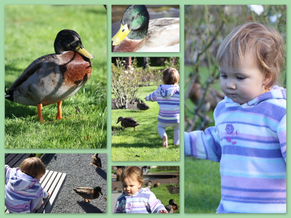 Alice chasing ducks 15 months