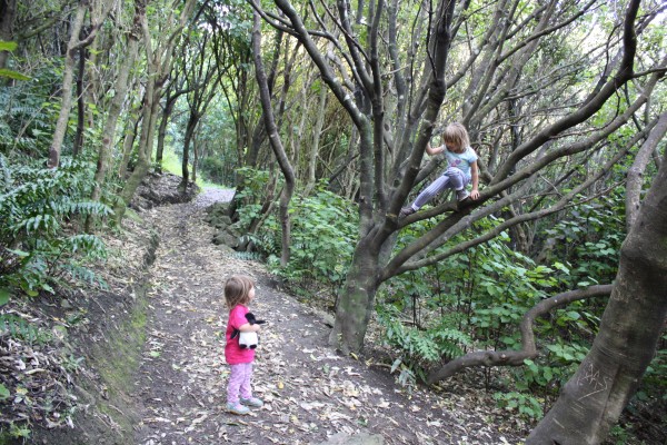 Bush walk in Wellington