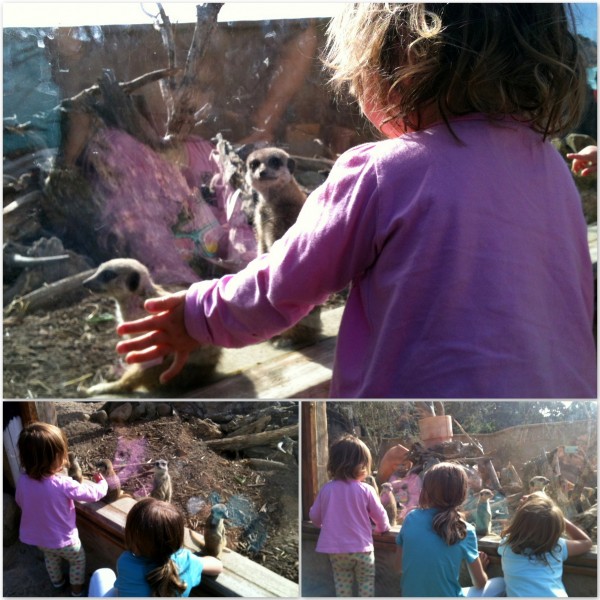 Checking out the baby meerkats