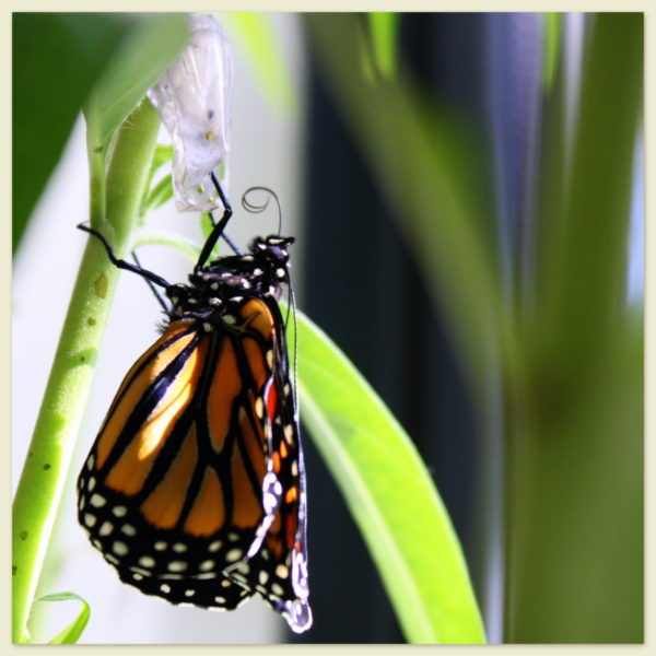 Monarch butterfly emerging in my garden, wings unfolding