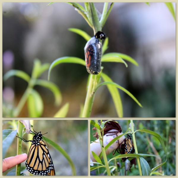 A child's finger, a child's puppet, a chrysalis 