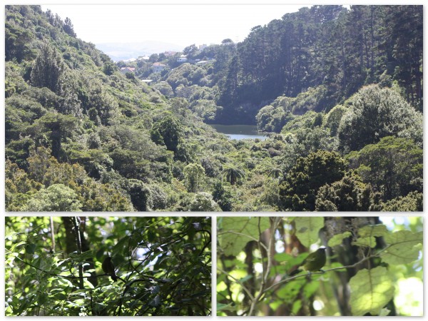 Zealandia, Wellington