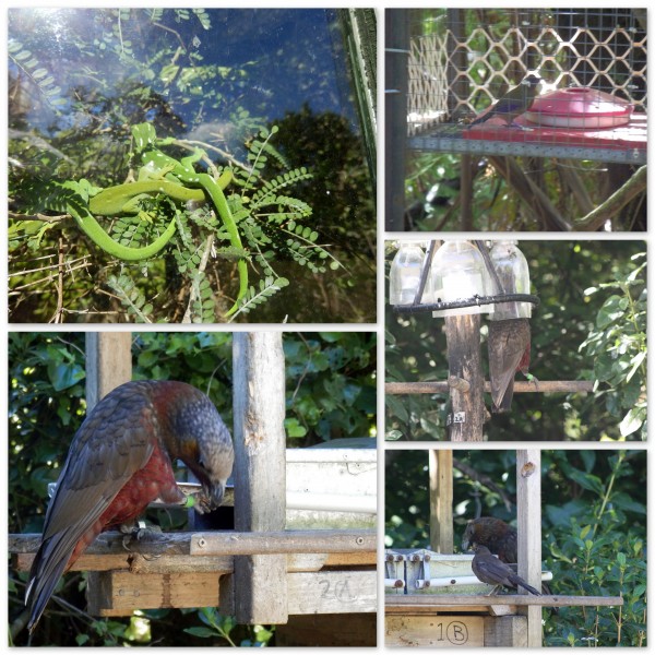 Zealandia - gecko, Kaka, Hihi, Bellbird