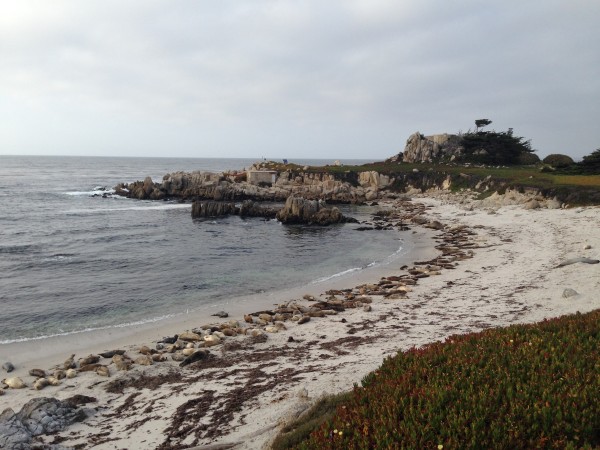 Spot the seals on the beach!