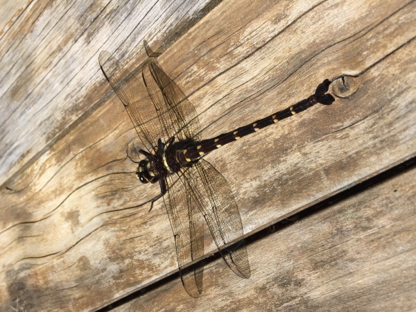 Dragonfly found in the garden today