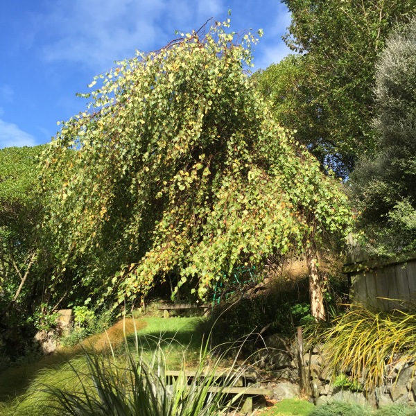 The silver birch, in our garden, at the start of the April school holidays, just starting to show a hint of autumnal colour.